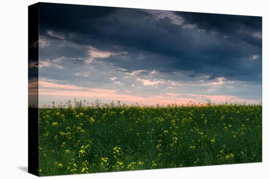 Sunset in Yellow Rapeseed Field-Oleg Saenco-Premier Image Canvas