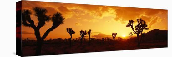 Sunset, Joshua Tree Park, California, USA-null-Premier Image Canvas
