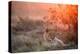 Sunset Lioness-Alessandro Catta-Premier Image Canvas