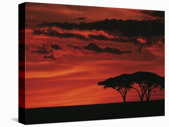 Sunset on Acacia Tree, Serengeti, Tanzania-Dee Ann Pederson-Premier Image Canvas