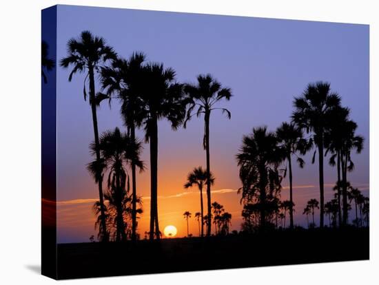 Sunset on the Edge of the Ntwetwe Saltpan Where Moklowane or African Fan Palms Grow in Profusion-Nigel Pavitt-Premier Image Canvas