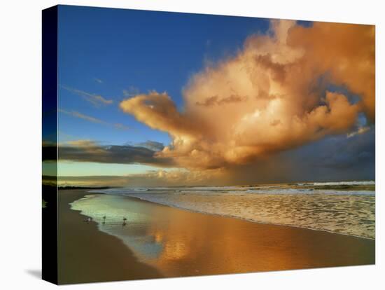 Sunset on the ocean, New South Wales, Australia-Frank Krahmer-Stretched Canvas