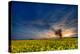 Sunset over a Field of Rapeseed, Near Risley in Derbyshire England UK-Tracey Whitefoot-Premier Image Canvas