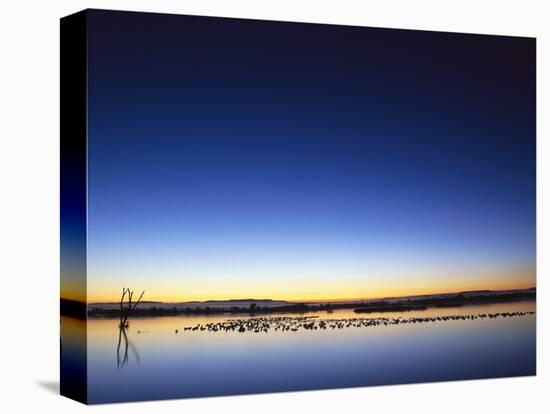 Sunset over Snow Geese on Water-Arthur Morris-Premier Image Canvas