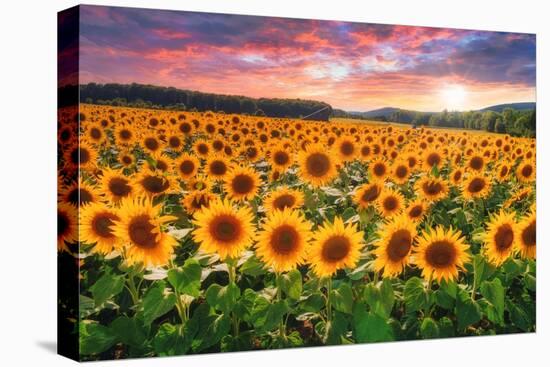 Sunset Over Sunflower Field-Philippe Sainte-Laudy-Premier Image Canvas