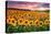 Sunset Over Sunflower Field-Philippe Sainte-Laudy-Premier Image Canvas