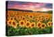 Sunset Over Sunflower Field-Philippe Sainte-Laudy-Premier Image Canvas