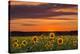 Sunset over Sunflowers-Michael Blanchette Photography-Premier Image Canvas