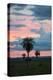 Sunset over the Cerrado Landscape and Palm Trees-Alex Saberi-Premier Image Canvas