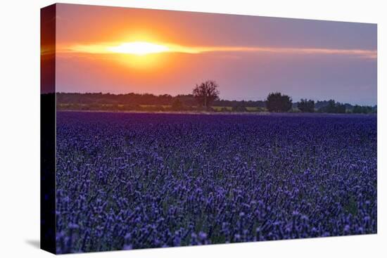 Sunset over the lavender fields in Valensole Plain, Provence, Southern France.-Michele Niles-Premier Image Canvas