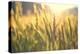 Sunset over Wheat Field-DambrAles-Premier Image Canvas
