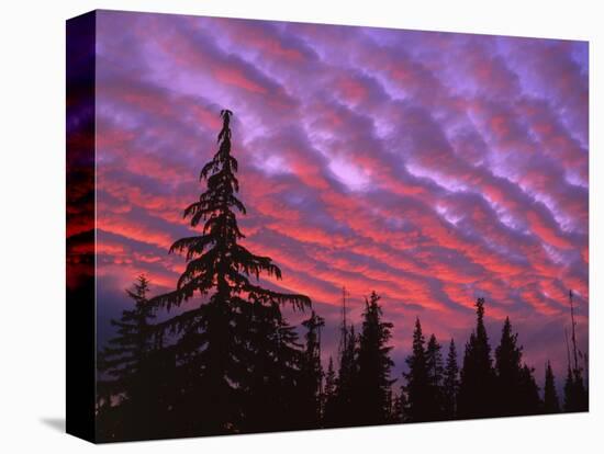 Sunset Painting Clouds Over Forest, Three Sisters Wilderness, Oregon, USA-Steve Terrill-Premier Image Canvas