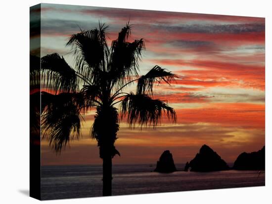 Sunset Palm with Rock Formation, Los Arcos in the Distance, Cabo San Lucas, Baja California, Mexico-Cindy Miller Hopkins-Premier Image Canvas