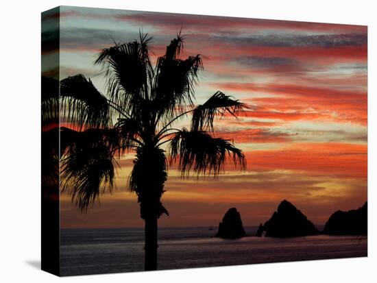 Sunset Palm with Rock Formation, Los Arcos in the Distance, Cabo San Lucas, Baja California, Mexico-Cindy Miller Hopkins-Premier Image Canvas