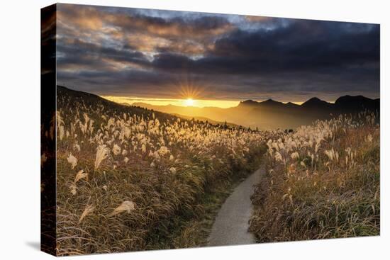 Sunset Pathway-Tom Mackie-Stretched Canvas