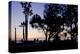 Sunset Promenade II-Rita Crane-Premier Image Canvas