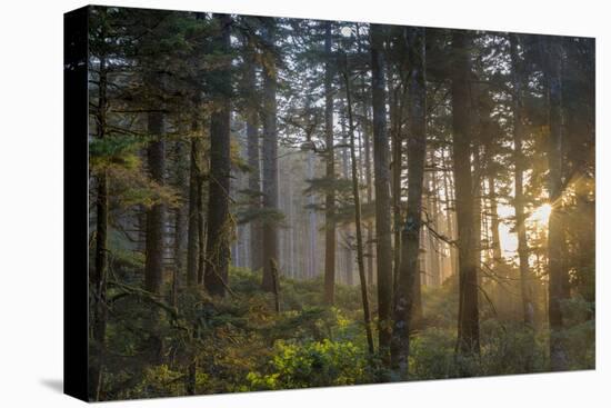 Sunset Rays Penetrate the Forest at Heceta Head, Siuslaw NF, Oregon-Chuck Haney-Premier Image Canvas