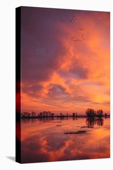 Sunset Reflections at Merced Wildlife Refuge-Vincent James-Premier Image Canvas