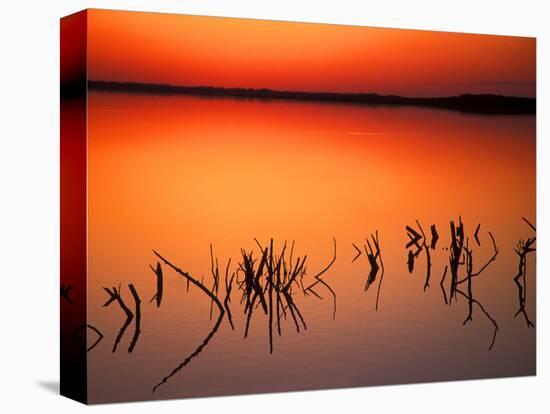 Sunset Silhouettes of Dead Tree Branches Through Water on Lake Apopka, Florida, USA-Arthur Morris-Premier Image Canvas