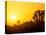 Sunset Silhouetting Joshua Trees, Joshua Tree National Park, California, USA-Rob Tilley-Premier Image Canvas
