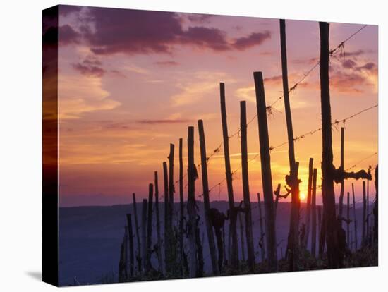 Sunset Through the Vines of the Italian Wine Country, Tuscany, Italy-Janis Miglavs-Premier Image Canvas