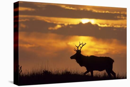 Sunset, Tule Elk Wildlife, Point Reyes National Seashore, California, USA-Gerry Reynolds-Premier Image Canvas