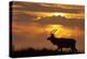 Sunset, Tule Elk Wildlife, Point Reyes National Seashore, California, USA-Gerry Reynolds-Premier Image Canvas