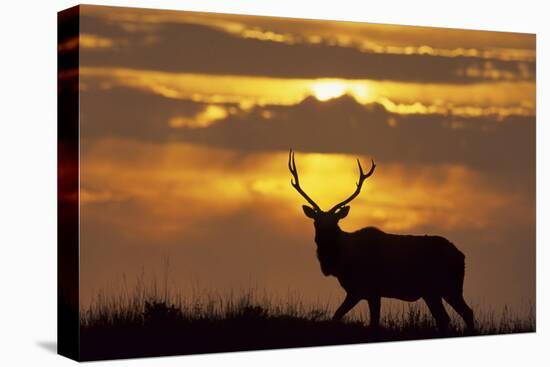 Sunset, Tule Elk Wildlife, Point Reyes National Seashore, California, USA-Gerry Reynolds-Premier Image Canvas