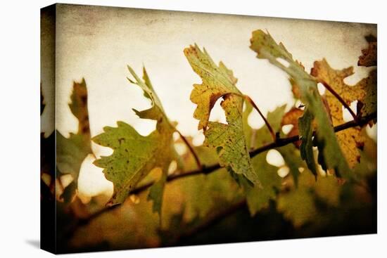 Sunset Vines-Jessica Rogers-Premier Image Canvas