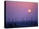 Sunsets Over the Fields, Ethiopia-Janis Miglavs-Premier Image Canvas