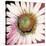 Sunshine Flower I-Leslie Bernsen-Stretched Canvas