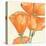 Sunshine Poppy III-Chris Paschke-Stretched Canvas
