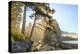 Sunshine streaming through trees, Juan De Fuca Trail, near Jordan River, Vancouver Island, British -Stuart Westmorland-Premier Image Canvas