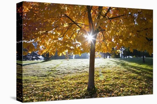 Sunshine Through a Fall Tree-Craig Tuttle-Premier Image Canvas