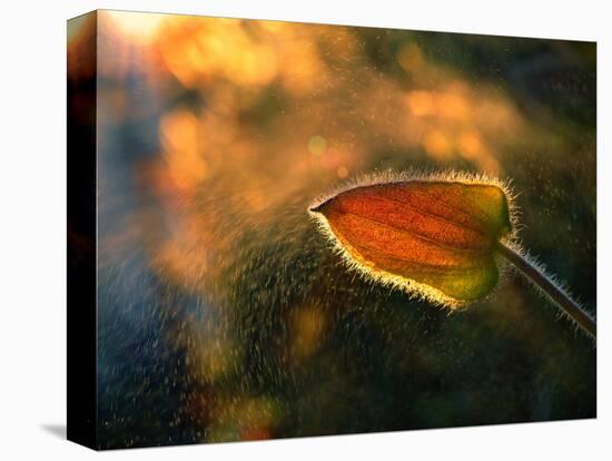 Sunshine Through the Rain-Tomer Yaffe-Premier Image Canvas