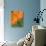 Sunshine Tulip-Ella Lancaster-Stretched Canvas displayed on a wall