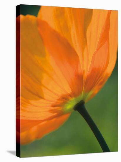 Sunshine Tulip-Ella Lancaster-Stretched Canvas