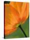 Sunshine Tulip-Ella Lancaster-Stretched Canvas