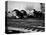 Super Chief and El Capitan Locomotives from the Santa Fe Railroad Sitting in a Rail Yard-William Vandivert-Premier Image Canvas