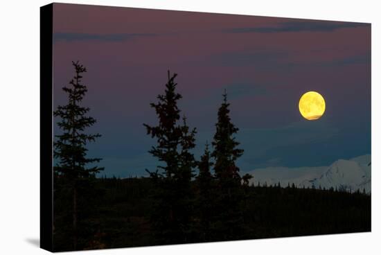 Super Moon Rising In Denali National Park-Lindsay Daniels-Premier Image Canvas