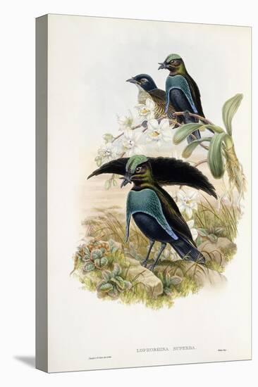Superb Bird of Paradise-null-Premier Image Canvas