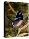 Superb Fairy-Wren or Blue Wren., Australia-Charles Sleicher-Premier Image Canvas