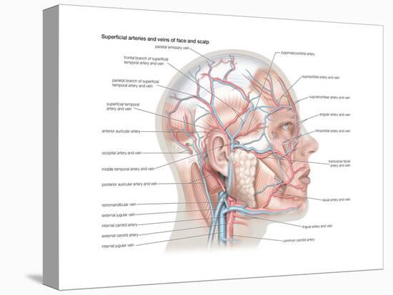 Superficial Arteries and Veins of Face and Scalp-Encyclopaedia Britannica-Stretched Canvas