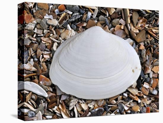 Surf Clam Shell on Beach, Belgium-Philippe Clement-Premier Image Canvas