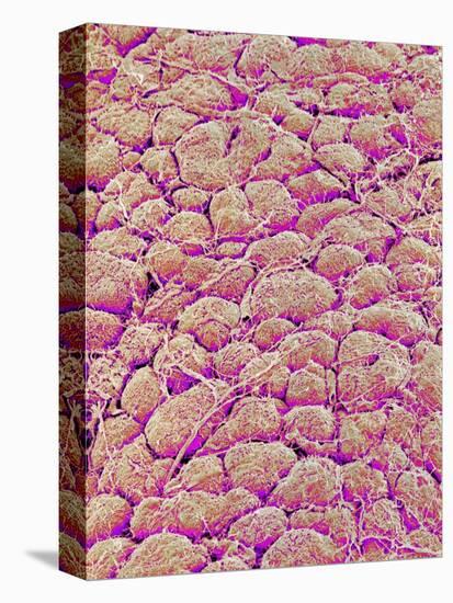 Surface of the pancreas of a rabbit-Micro Discovery-Premier Image Canvas