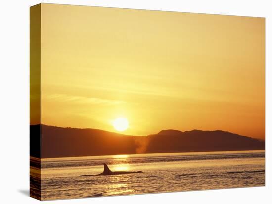 Surfacing Orca Whales, San Juan Islands, Washington, USA-Stuart Westmoreland-Premier Image Canvas