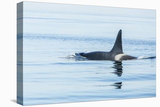 Surfacing Resident Orca Whales at Boundary Pass, border between British Columbia Gulf Islands Canad-Stuart Westmorland-Premier Image Canvas