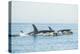 Surfacing resident Orca Whales at Boundary Pass, border between British Columbia Gulf Islands Canad-Stuart Westmorland-Premier Image Canvas