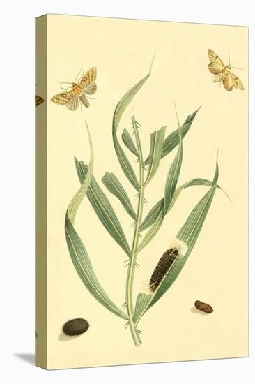 Surinam Butterflies, Moths and Caterpillars-Jan Sepp-Stretched Canvas