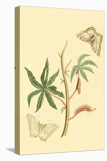 Surinam Butterflies, Moths and Caterpillars-Jan Sepp-Stretched Canvas